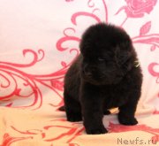 Превью фото № 122528