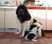 Превью фото № 122533