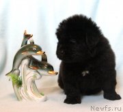 Превью фото № 122543