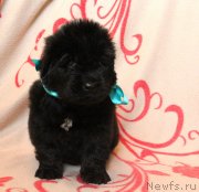 Превью фото № 122544