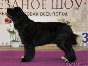 Превью фото № 122586