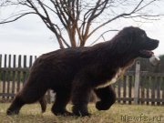 Превью фото № 122596