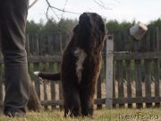 Превью фото № 122602