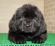 Превью фото № 122605