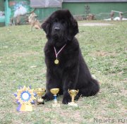 Превью фото № 122685