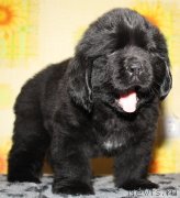 Превью фото № 122692