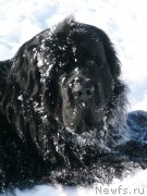 Превью фото № 122710