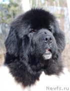 Превью фото № 122713