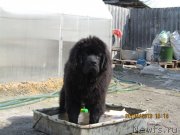 Превью фото № 122715