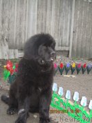 Превью фото № 122717