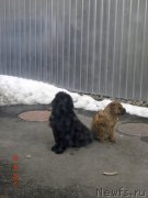 Превью фото № 122720