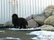 Превью фото № 122721