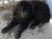 Превью фото № 122732