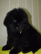 Превью фото № 122737