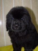 Превью фото № 122770