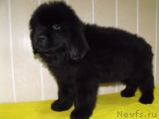 Превью фото № 122771