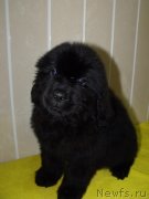 Превью фото № 122774