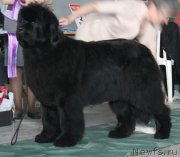 Превью фото № 122776