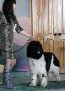 Превью фото № 122784