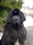 Превью фото № 123008