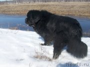 Превью фото № 123025