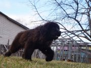 Превью фото № 123028