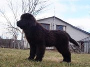 Превью фото № 123030