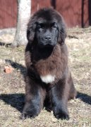 Превью фото № 123031