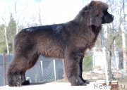 Превью фото № 123032