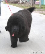 Превью фото № 123045