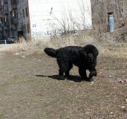 Превью фото № 123075