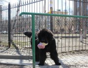 Превью фото № 123076