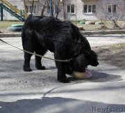 Превью фото № 123081