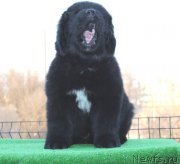 Превью фото № 123089