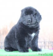 Превью фото № 123095