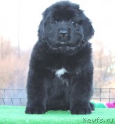 Превью фото № 123096