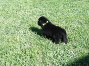 Превью фото № 123159