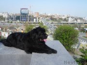 Превью фото № 123220