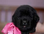 Превью фото № 123246