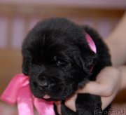 Превью фото № 123247