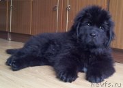 Превью фото № 123252