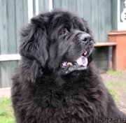 Превью фото № 123260