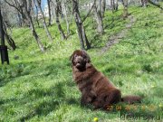 Превью фото № 123262