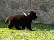 Превью фото № 123286