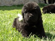 Превью фото № 123298