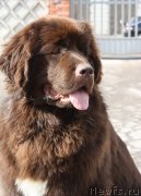 Превью фото № 123334