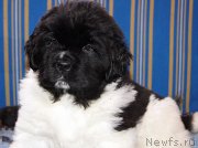 Превью фото № 123344