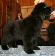 Превью фото № 123364