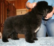 Превью фото № 123372