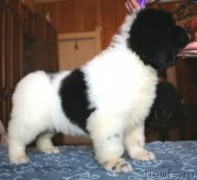 Превью фото № 123380